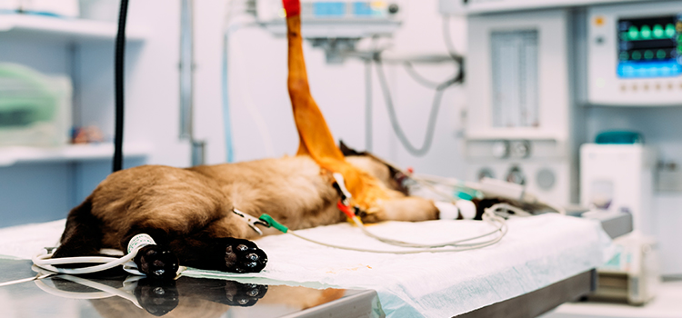Doctors Inlet animal hospital veterinary surgical-process