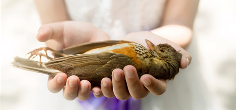 bird regular veterinary dispensary in Dunedin