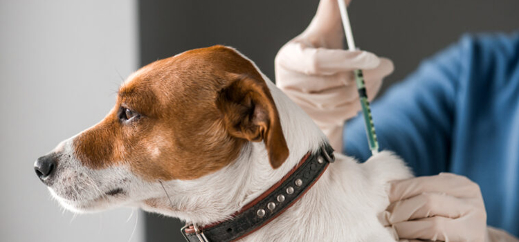 dog vaccination hospital in Bardmoor