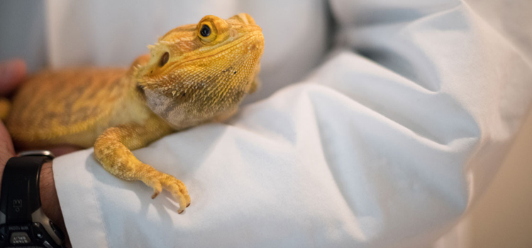 skilled vet care for reptiles in Clearwater Beach