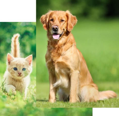 professional pet vet in Westchase