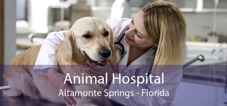 Animal Hospital Altamonte Springs - Florida