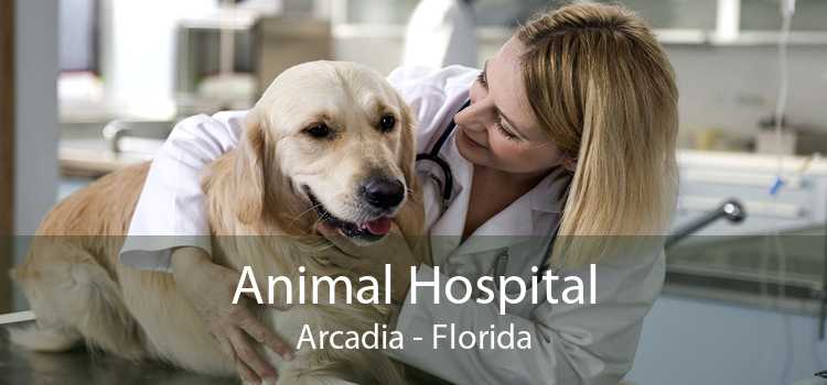 Animal Hospital Arcadia - Florida