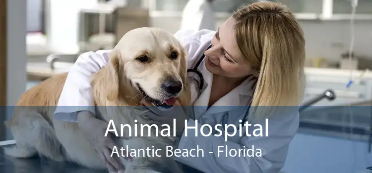 Animal Hospital Atlantic Beach - Florida