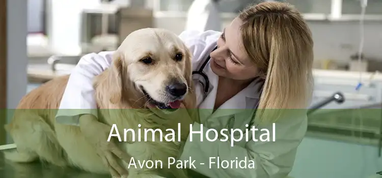 Animal Hospital Avon Park - Florida