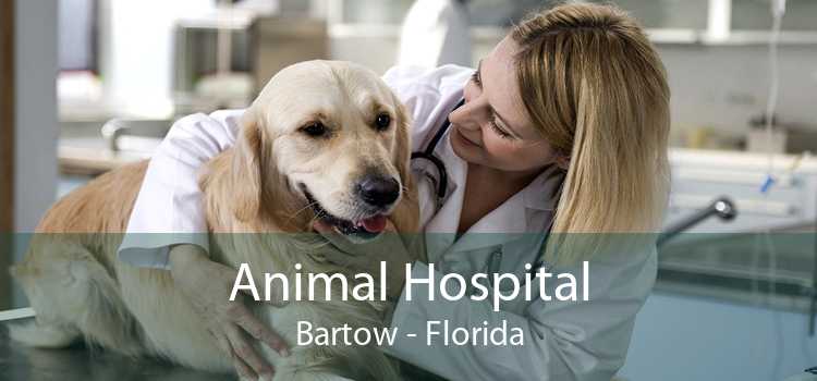 Animal Hospital Bartow - Florida