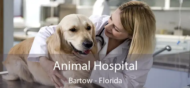 Animal Hospital Bartow - Florida