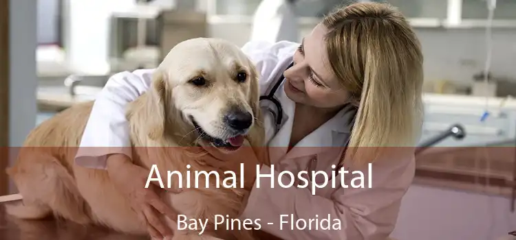 Animal Hospital Bay Pines - Florida