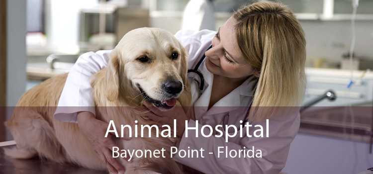 Animal Hospital Bayonet Point - Florida