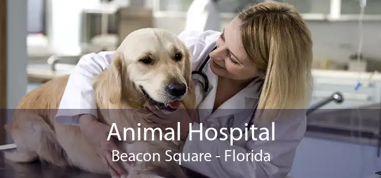 Animal Hospital Beacon Square - Florida