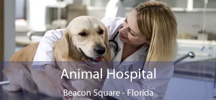 Animal Hospital Beacon Square - Florida