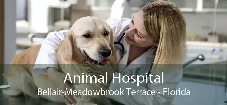 Animal Hospital Bellair-Meadowbrook Terrace - Florida