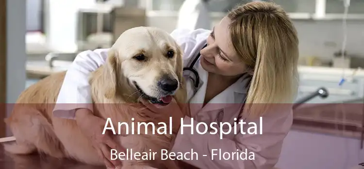 Animal Hospital Belleair Beach - Florida