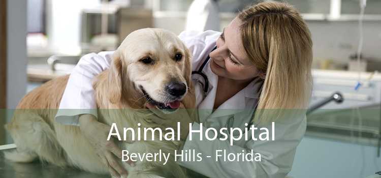 Animal Hospital Beverly Hills - Florida