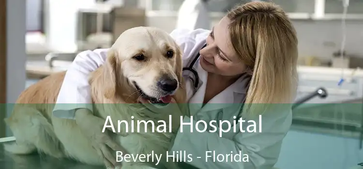 Animal Hospital Beverly Hills - Florida