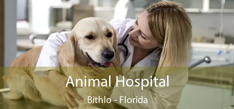 Animal Hospital Bithlo - Florida