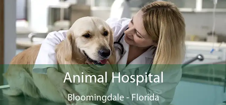 Animal Hospital Bloomingdale - Florida