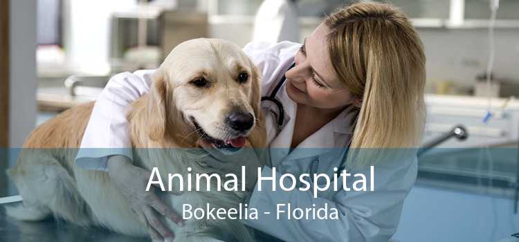 Animal Hospital Bokeelia - Florida