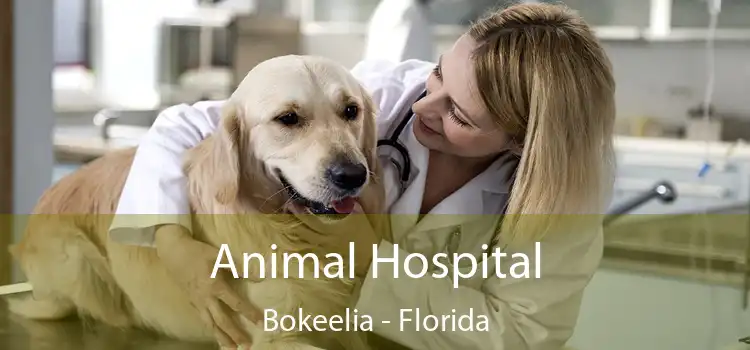 Animal Hospital Bokeelia - Florida