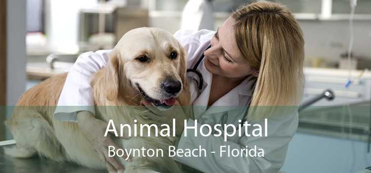Animal Hospital Boynton Beach - Florida