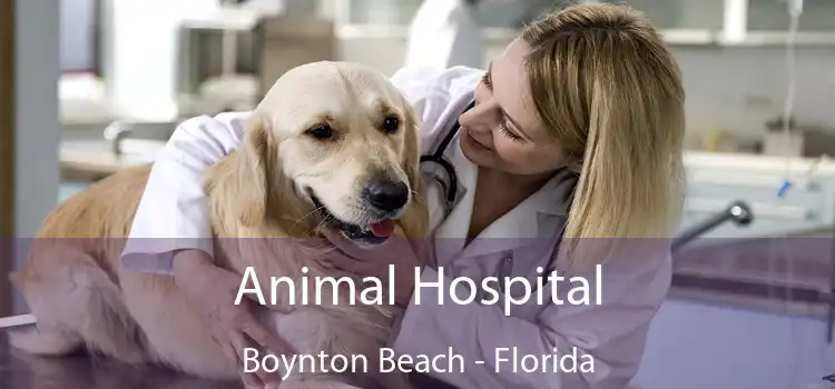 Animal Hospital Boynton Beach - Florida