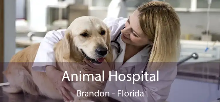 Animal Hospital Brandon - Florida