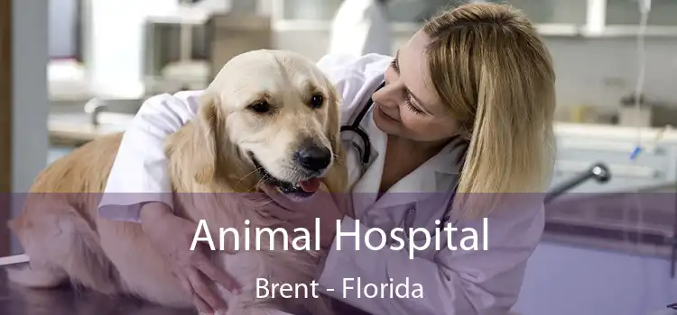 Animal Hospital Brent - Florida