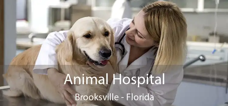 Animal Hospital Brooksville - Florida