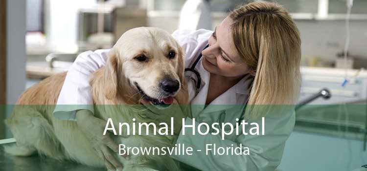 Animal Hospital Brownsville - Florida