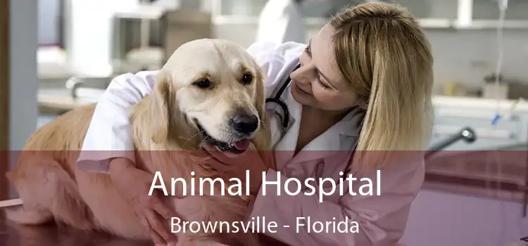 Animal Hospital Brownsville - Florida