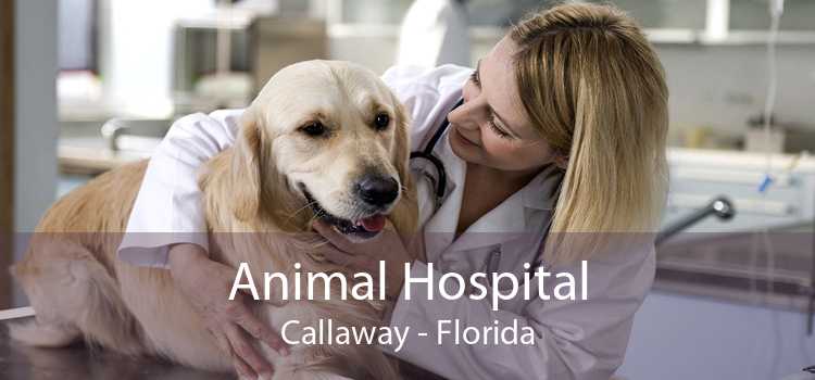 Animal Hospital Callaway - Florida