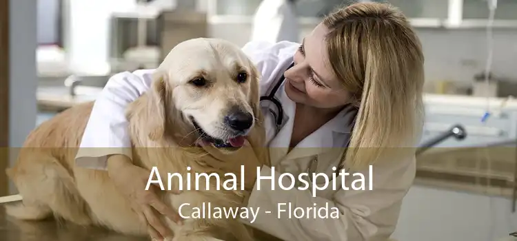 Animal Hospital Callaway - Florida