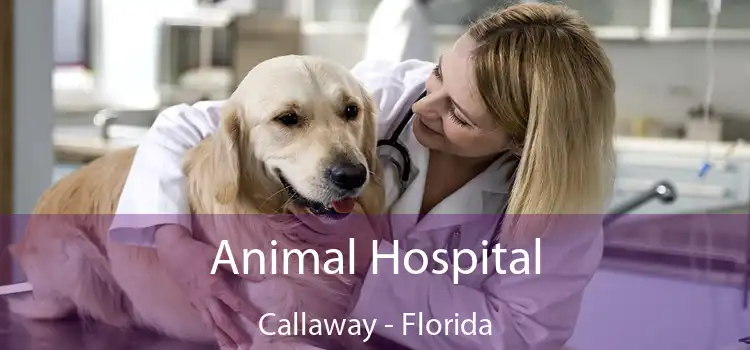 Animal Hospital Callaway - Florida