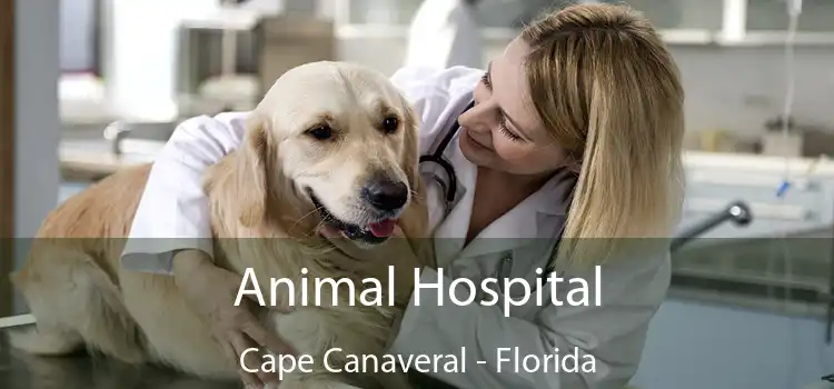 Animal Hospital Cape Canaveral - Florida