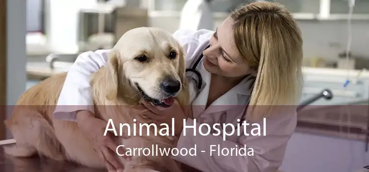 Animal Hospital Carrollwood - Florida