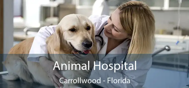 Animal Hospital Carrollwood - Florida