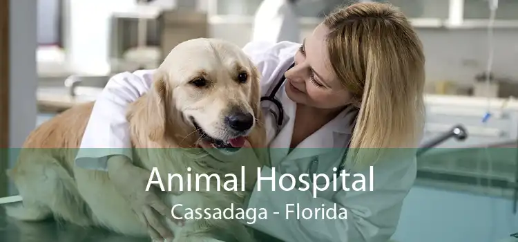 Animal Hospital Cassadaga - Florida