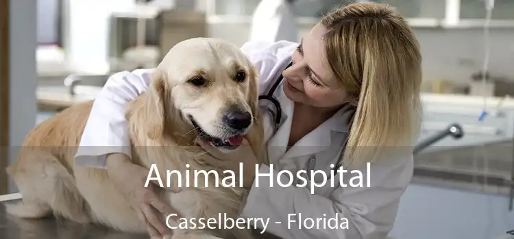 Animal Hospital Casselberry - Florida