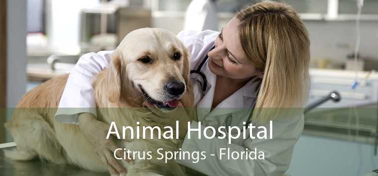 Animal Hospital Citrus Springs - Florida