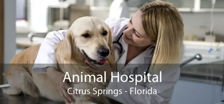 Animal Hospital Citrus Springs - Florida