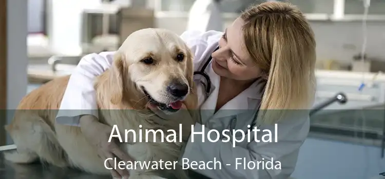 Animal Hospital Clearwater Beach - Florida