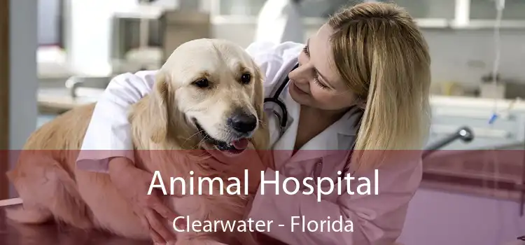 Animal Hospital Clearwater - Florida