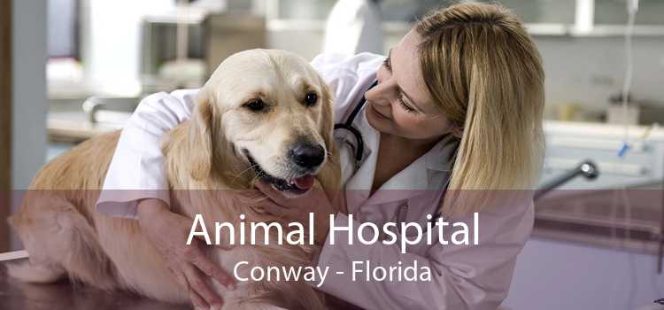 Animal Hospital Conway - Florida