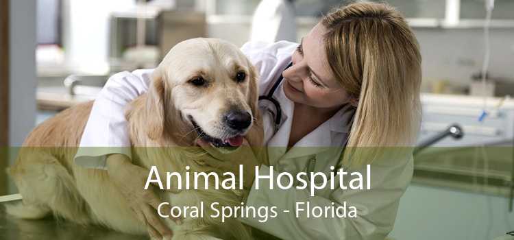 Animal Hospital Coral Springs - Florida
