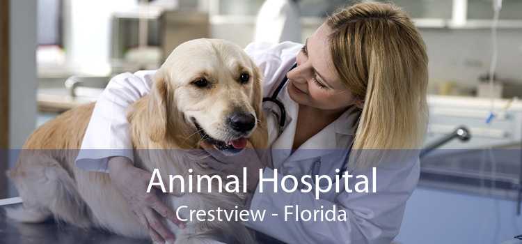 Animal Hospital Crestview - Florida