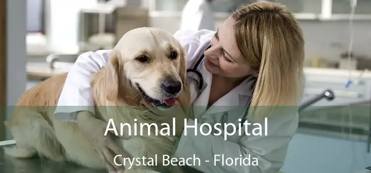 Animal Hospital Crystal Beach - Florida