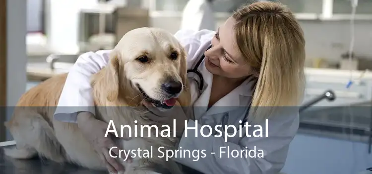 Animal Hospital Crystal Springs - Florida