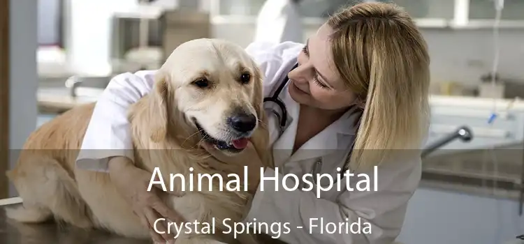 Animal Hospital Crystal Springs - Florida