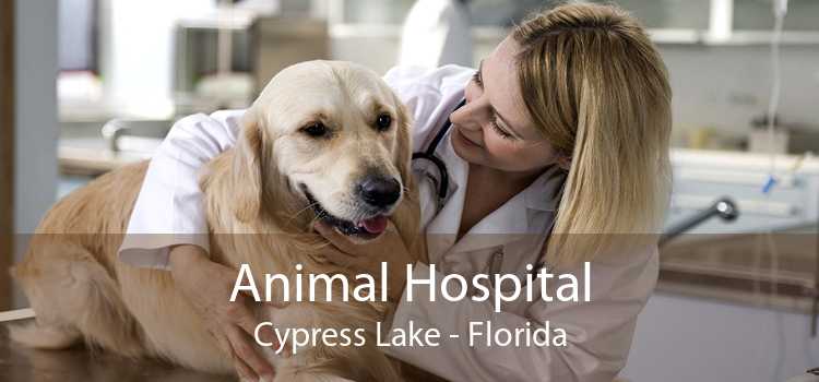 Animal Hospital Cypress Lake - Florida