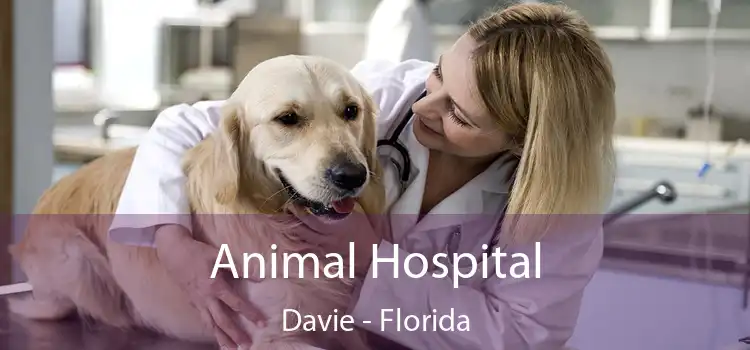 Animal Hospital Davie - Florida